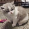 Ragdoll/Persian Babies available after August 30th