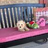 cavapoo puppies