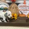 AKC Dalmatian Puppies