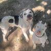 Snoopy American bully
