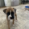 Boxer Pups (Born 6/29/23) Tails Docked, Dew Claws Removed