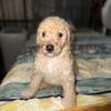 Golden doodle 