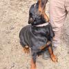 female Rottweiler 