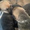 Wolf dog mix for sale