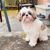 🐾 Shih Tzu Stud Service Available 🐾