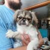 Purebred Pekingese girl  left