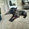 Cane Corso Pup