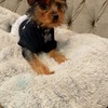 Female yorkie