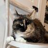 Torti and white female Maine Coon 
