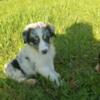 Iso blue merle puppy