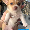 5 merle chihuahua puppies available!