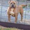 Blue fawn American bulldog female