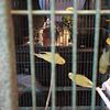 Parakeets for sale