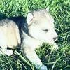 Micro Pomsky puppies 