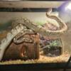 Bamboo Ball Python Adult Pair