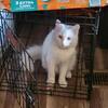 Maine Coon Savannah f7 mix