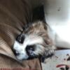 5 shih Tzu  puppies for sale to good home