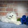 CFA SILVER SHADED CHINCHILLAS PERSIAN KITTENS