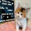 Maine Coon Kittens