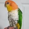 2 year old caique parrot tame