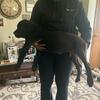 Boerboel puppies! 3 months old 