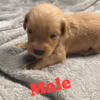 Golden puppies ready Oct 5