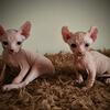 Sphynx cat male kittens - dwelf odd eye &