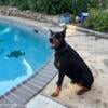 Adult Well trained Doberman