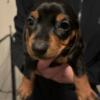 Distinctive Mini Dachshund For Rehoming.