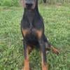 Gorgeous Red and Black Doberman Puppies!