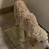 Stander poodle