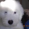 AKC OLD ENGLISH SHEEPDOG PUPPIES