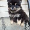 Pomeranian puppies available