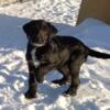 Labradoodle Puppy Ready to Go!