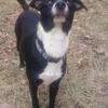 Iso mini Australian Shepherd or border Collie stud