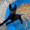 AKC Belgian Malinois