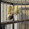 Gouldian finch pairs 