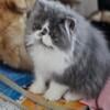 Female Persian kittens