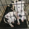 10 week old pit bull puppies