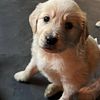 Golden retriever puppies