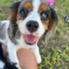 Tri color and blue Merle puppies Cavalier King Charles Spaniels