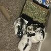 Netherland Dwarf/Lop Mix Rabbit