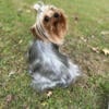 YORKIE MALE FOR SALE (PURBRED)