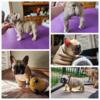 french fulldog and fluffy french bulldog puppies for sale