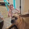 Healthy Corso female little over a year great dog good with other dogs great with kids 
