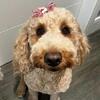 Goldendoodle 