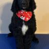 Beautiful Standard Poodle Pup