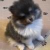 AKC Champion sired Pomeranian