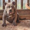 American bully pups shots wormed and ready