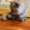 BRITISH SHORTHAIR KITTENS BOY 1300